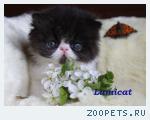 Продаю персидских и экзотических котят