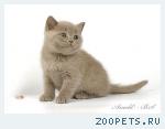 Британский лиловый котенок.
