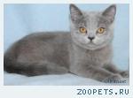Котенок-кошечка шотландская страйт голубого окраса.