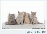 Котята британские плюшевые голубые и лиловые.