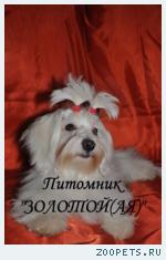 Мальтезе, Мальтийская болонка Щенки Мини и стандарт
