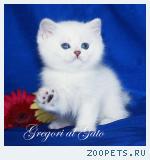 Британские серебристые шиншиллы шоу-класс