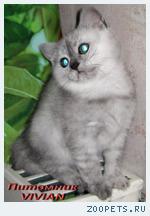 Британские котята вискас из питомника VIVIAN.