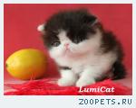 Котята из питомника.