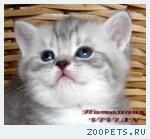 Британские котята вискас из питомника VIVIAN.