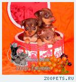 Щенки той-терьера коричнево-подпалого окраса. Сделано в России!