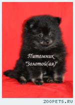 Шпиц Померанский миниатюрный щенки