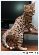 Клубные бенгальские котята