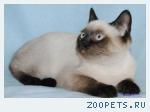 Котята шотландские голубоглазые сил-поинт окраса.