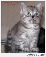 Британские котята вискас из питомника VIVIAN.
