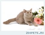 Лиловые британские котята.