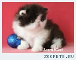 Породистые персидские и экзотические котята.