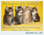 Мейн Кун - Чистокровные Котята!