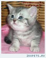 Британские котята вискас из питомника VIVIAN.