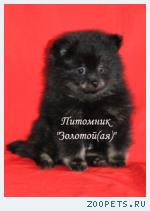 Шпиц Померанский миниатюрный щенки