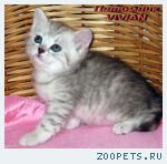Британские котята вискас из питомника VIVIAN.