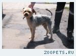 срочно отдаю йорка