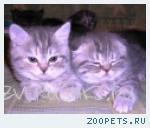 продажа Шотландских котят