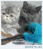 Экзотические плюшевые котята