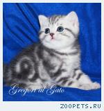 Британские плюшевые мраморные котята шоу-класс