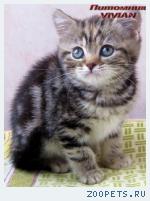Британские мраморные котята из питомника VIVIAN.
