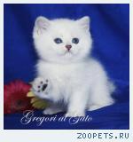 Британские серебристые шиншиллы - плюшевые синеглазки