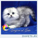 Роскошная кошечка Хайленд-фолд