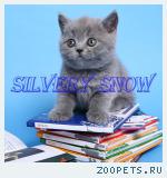 Голубой британский котенок.