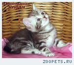 Британские котята вискас из питомника VIVIAN.