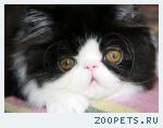 Персы и экзоты котята.