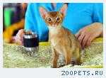 Абиссинский котенок