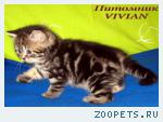 Британские мраморные котята из питомника VIVIAN.