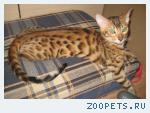 Бенгальские котята