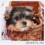 щенки йоркширского терьера мини и стандарт