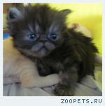 Персидская  кошечка