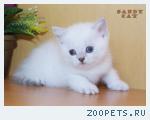 Продаю Британских котят Вискас,Шиншилла,Шейдед-пойнт