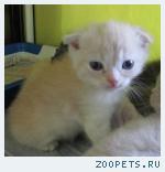 Британские  и  вислоухие  котята