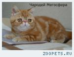 Экзотический котик