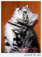 Британские мраморные котята из питомника VIVIAN.