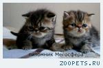 Экзотические короткошерстные котята