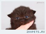 Стильные черные британские котята!