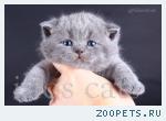 Британские котята от Чемпиона Мира!