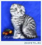 Шотландская Вислоухая плюшевая кошечка Шанель