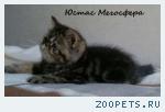 Экзотические мраморные котята