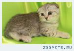 Шотландские котята и Хайленд