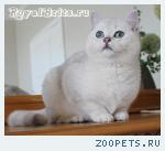 Британская серебристая шиншилла  (имп. Великобритания)