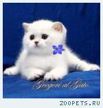 Эксклюзивные Британские шиншиллы специально для Вас