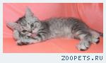 Шотландские котята и Хайленд