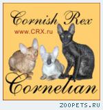 Корниш-рекс элитные котята нарядных окрасов