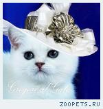 Эксклюзивные синеглазки - британские шиншиллы-пойнт